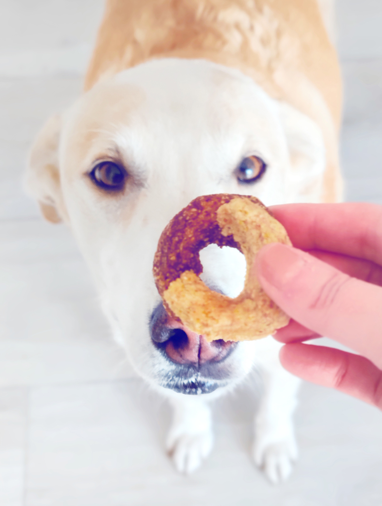 biscotti abbraccio per cani